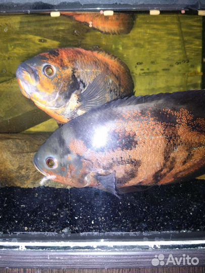 Астронотусы