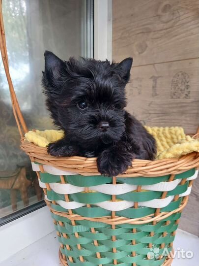 Чёрный йорк Цветной йорк