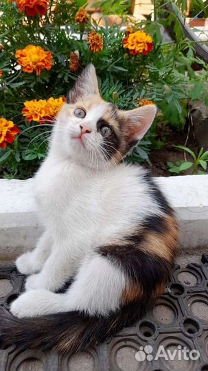 Трёхцветная кошечка на счастье в добрые руки