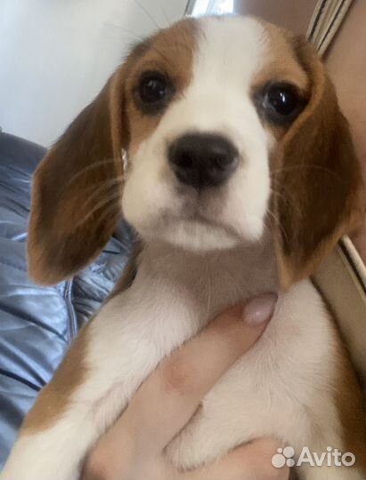 Щенок Бигля Девочка