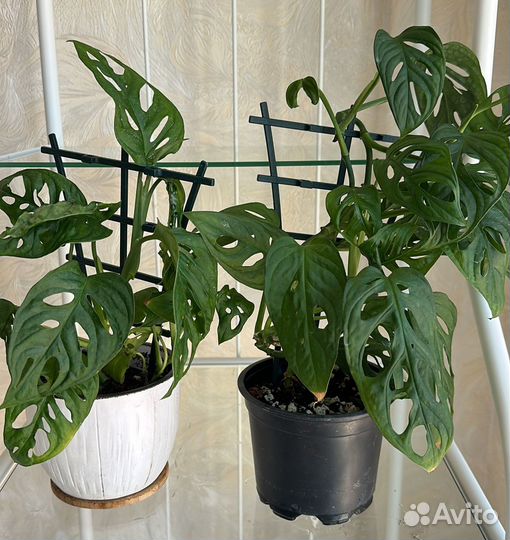 Монстера манки маск