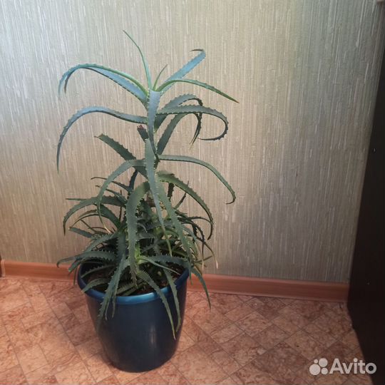 Алоэ 3 года