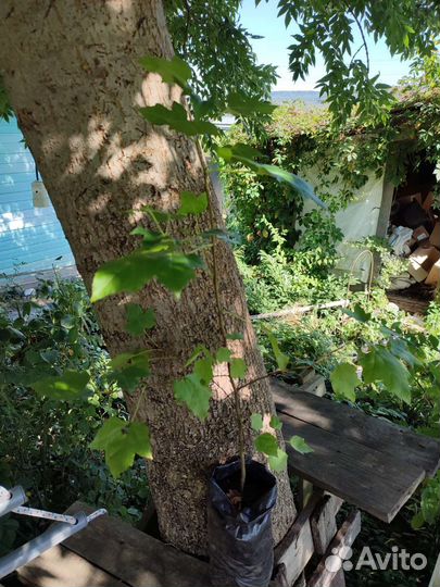 Ликвидамбар Амбровое дерево семена саженцы