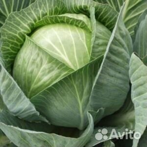 Семена капусты Мегатон
