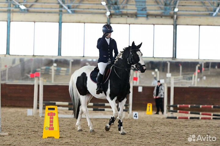 Продается лошадь