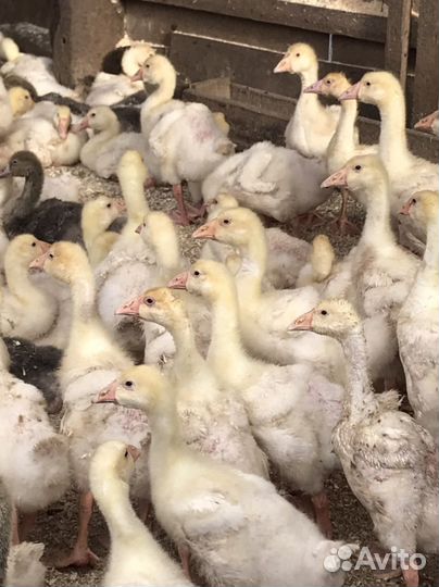 Гуси линда Утки