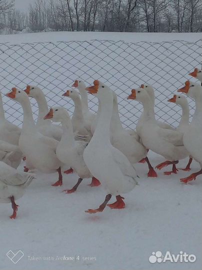 Гусята 5-ти дневные