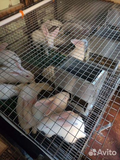 Мясо молодого кролика