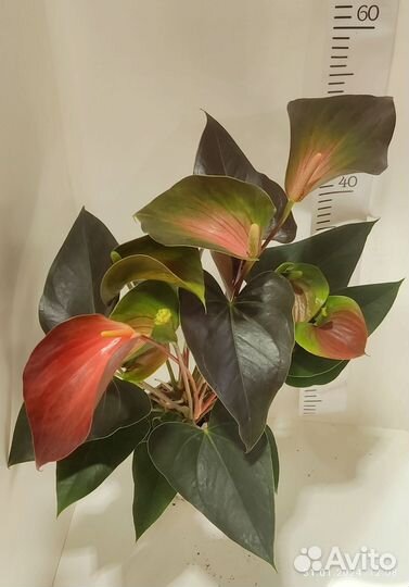 Антуриум микс