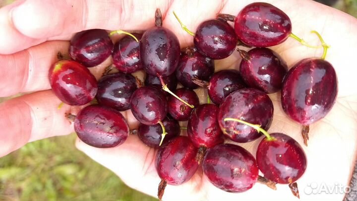 Плодовые и декоративные