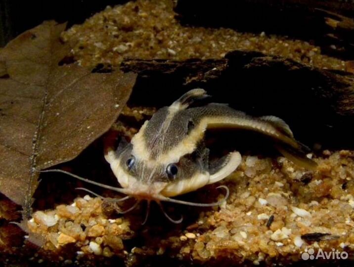 Платидорас - поющий сом