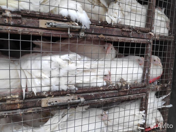 Вожу кур оптом