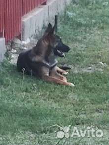 Собака в добрые руки отдам бесплатно