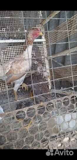 Бойцовая курица