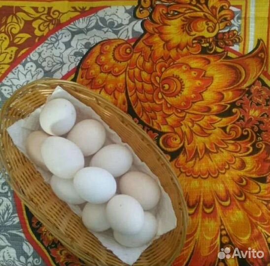 Инкубаторы несушка,золушка