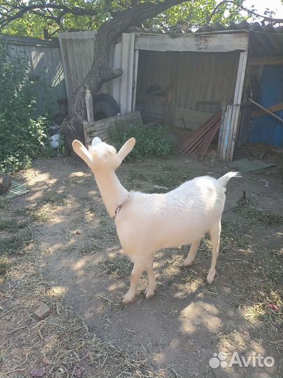 Коза молодая (1,5 года)