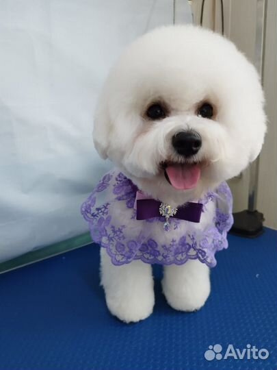 Бишон фризе вязка