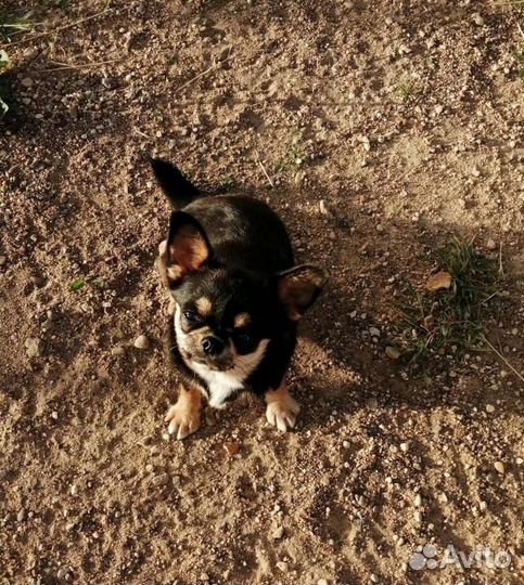 Чихуа-хуа молодая девочка