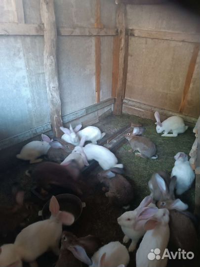 Кролики на племя