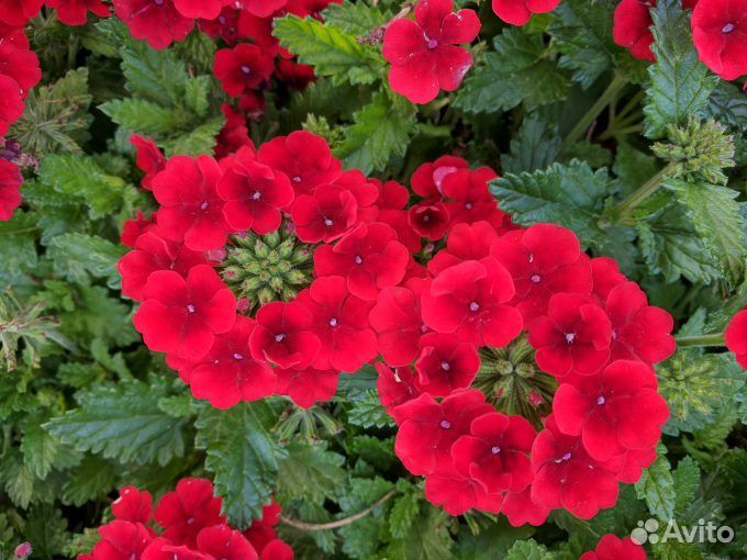 Вербена вегетативная