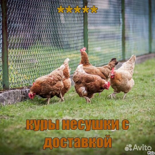 Куры несушки