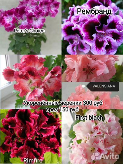 Королевская пеларгония 37 сортов
