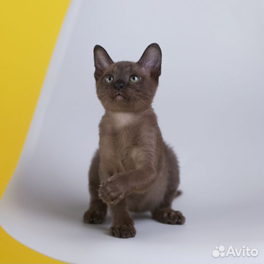 Бурманская кошечка Хипси
