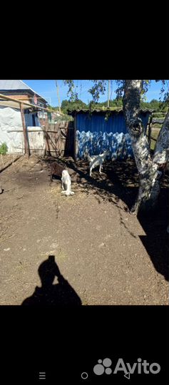 Козлята и козел