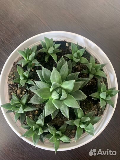 Хавортия ладьевидная