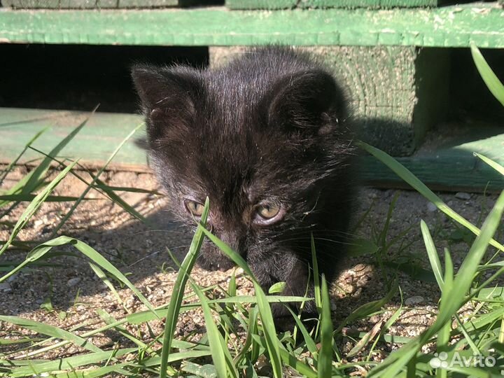 2 девочки от супер кошки