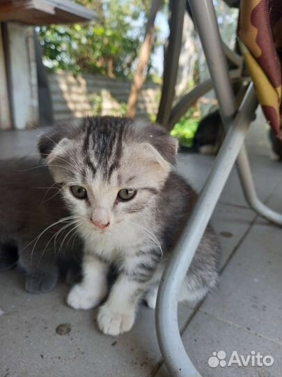 Вислоухие котята
