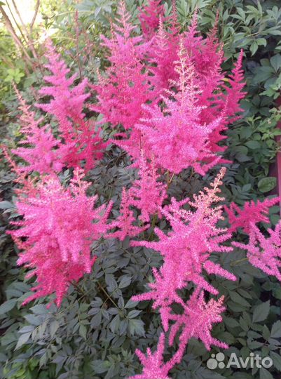 Астильба Гранат