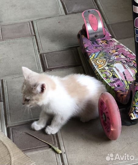 Котята от кошки мышеловки. Бесплатно