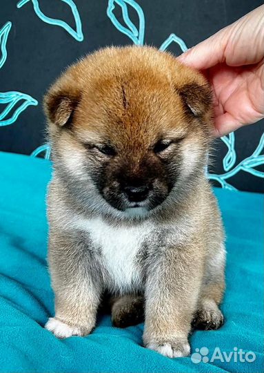 Щенки сиба ину