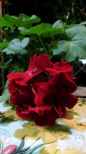 Гибискус, пеларгония (герань),хризантема в ассорт