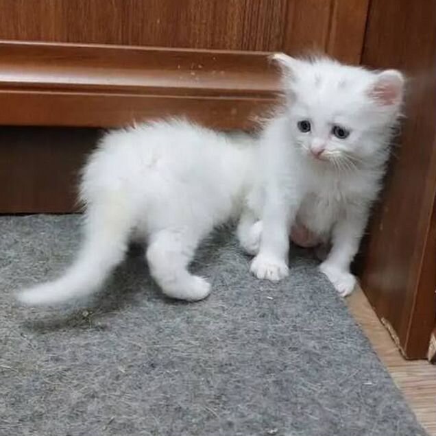 Котёнок в добрые руки