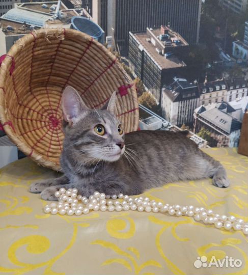 Молодая кошечка в добрые руки