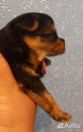 Йоркширский терьер мини