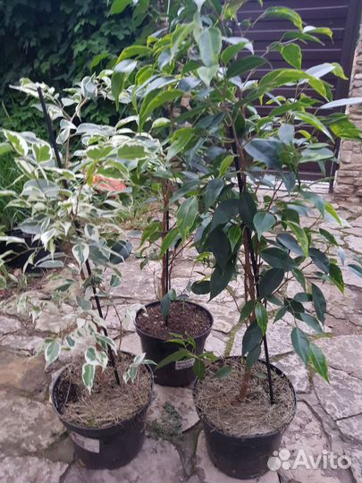 Комнатные растения цветы