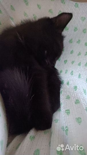 Отдам в добрые руки мальчик котенок