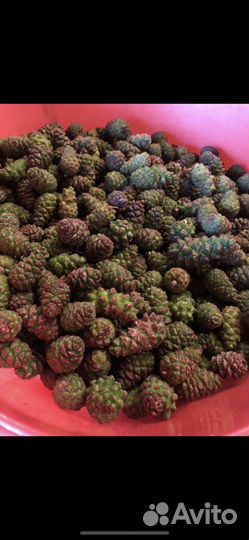 Шишки сосновые