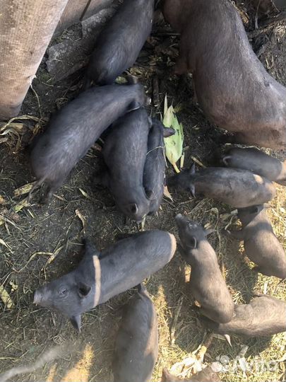 Вьетнамские поросята