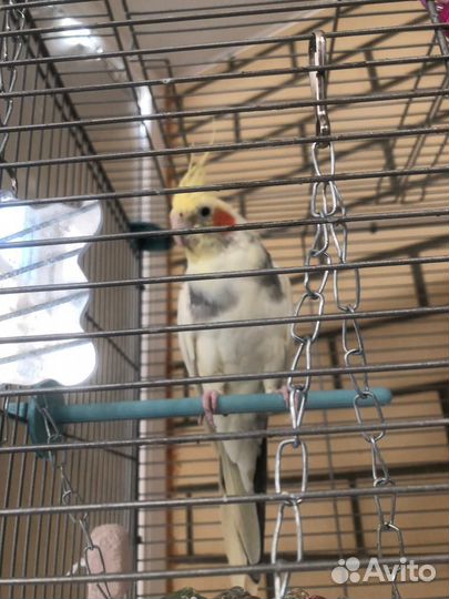 Попугай корелла