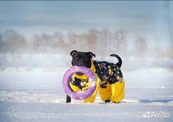 Пошив одежды для собак