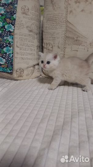 Котятки 5 тысяч