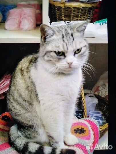 Кошка в дар