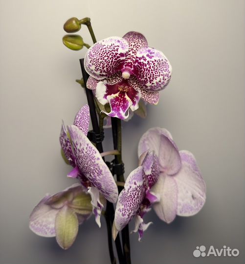 Орхидея фаленопсис биг лип