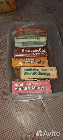 Улитки ахатины