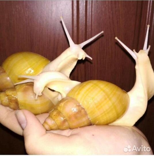 Агама в разведение - Ахатина - Василиск - Агама