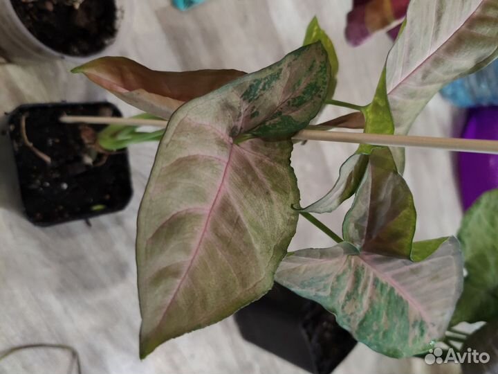 Сингониум Пинк флескед